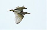 Chinese Pond-Heron